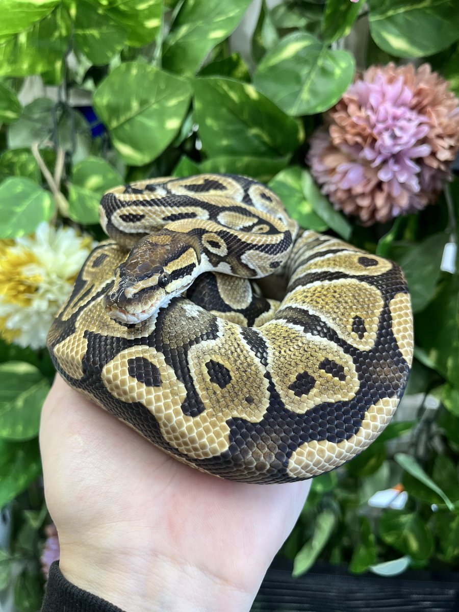 reptilespro03's tweet photo. 閉店に際して、本日より閉店セールを開催いたします🙂

通常のセールよりお迎えしやすい金額になっております！
合わせて店内のケージ類も全て販売しますので、是非最後に姫路店まで足をお運びください✨

 #れぷたいるずプロ #爬虫類専門店 #爬虫類ショップ https://t.co/r4Ke2ZOfTh