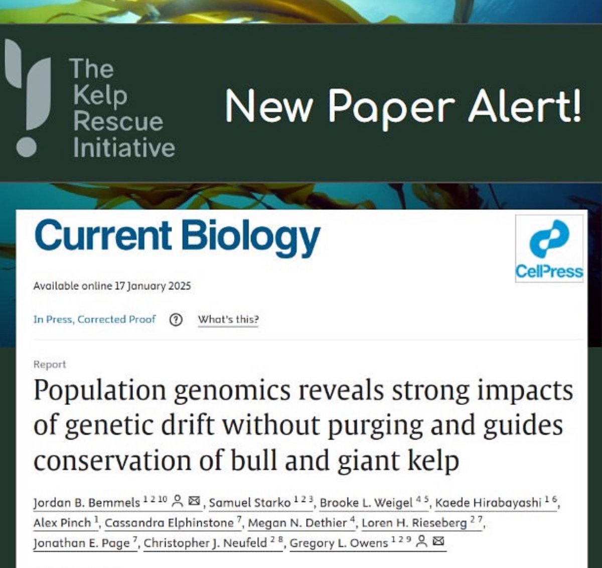 SamStarko's tweet image. Really excited to share our new @kelprescue paper on bull #kelp and giant #kelp population #genomics.
We identify the genetic structure of these two critical species and investigate the consequence of small population size for genetic health &amp;amp; restoration

authors.elsevier.com/a/1kSP93QW8S6H…
