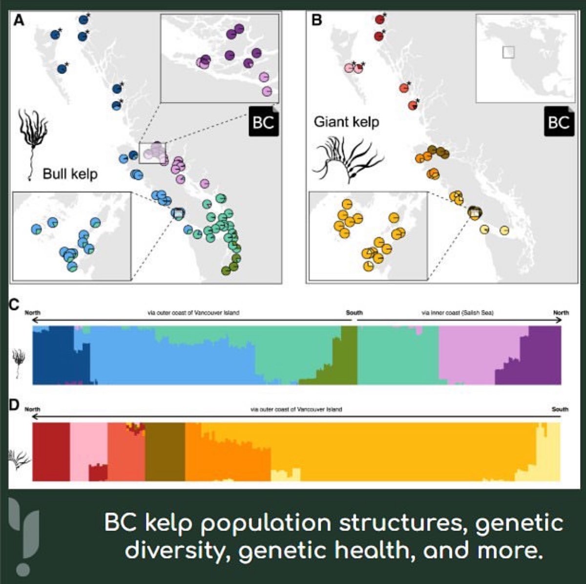Samuel Starko (@samstarko) on Twitter photo Really excited to share our new <a href="/kelprescue/">The Kelp Rescue Initiative</a> paper on bull #kelp and giant #kelp population #genomics.
We identify the genetic structure of these two critical species and investigate the consequence of small population size for genetic health & restoration
authors.elsevier.com/a/1kSP93QW8S6H… Really excited to share our new <a href="/kelprescue/">The Kelp Rescue Initiative</a> paper on bull #kelp and giant #kelp population #genomics.
We identify the genetic structure of these two critical species and investigate the consequence of small population size for genetic health & restoration
authors.elsevier.com/a/1kSP93QW8S6H…