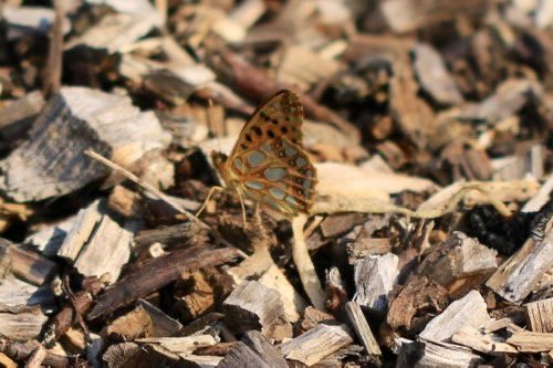 #KleineParelmoervlinder

#Vlindermaand initiatief van <a href="/ErikDePay/">Erik 🦋</a> 

In de Amsterdamse Waterleiding Duinen gezien. 
Zag er afgelopen jaar ook 1 in een nieuw aangelegd voedselbos in Alblasserdam (laatste foto, geen beste foto, wel bewijs voor Obs)