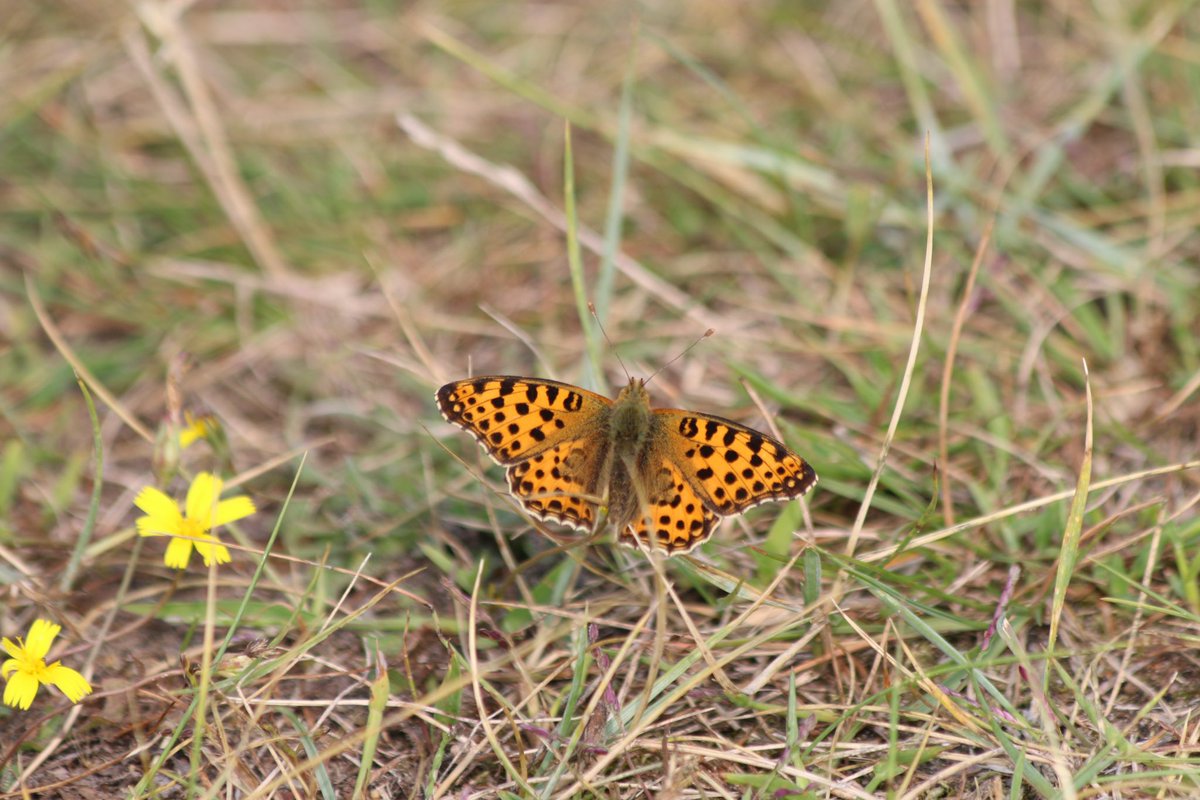 CDuijm's tweet photo. #KleineParelmoervlinder

#Vlindermaand initiatief van @ErikDePay 

In de Amsterdamse Waterleiding Duinen gezien. 
Zag er afgelopen jaar ook 1 in een nieuw aangelegd voedselbos in Alblasserdam (laatste foto, geen beste foto, wel bewijs voor Obs) https://t.co/3Vu8KNXbG7
