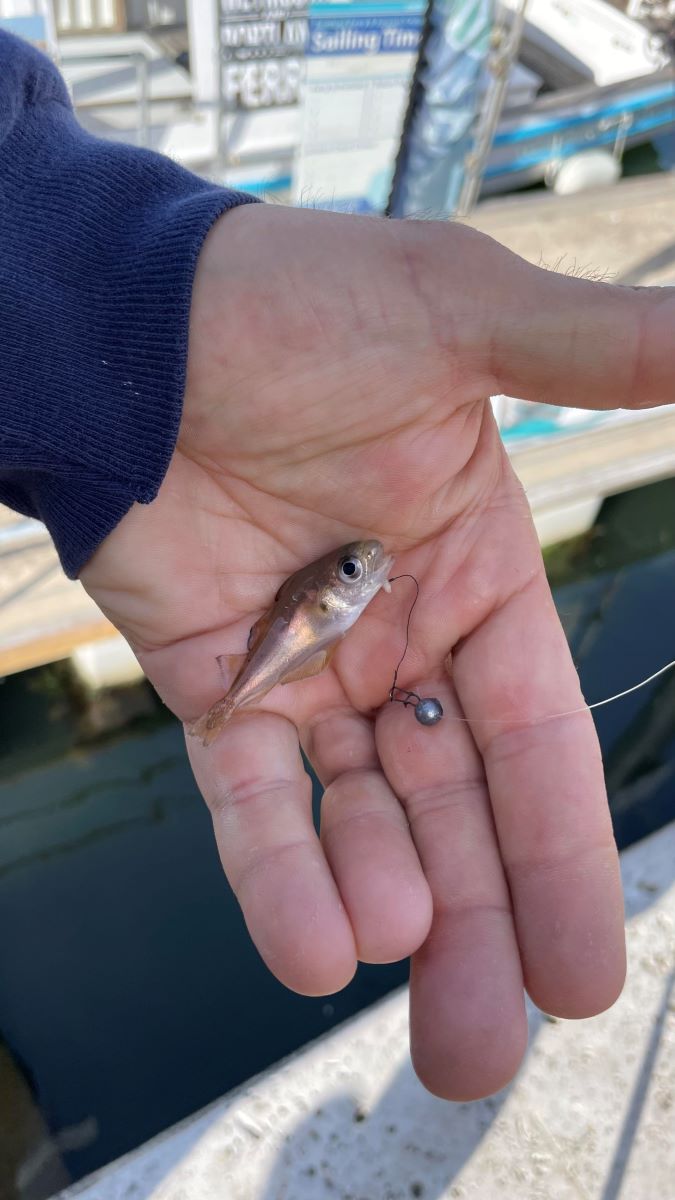 Kentishtrivia's tweet image. #OTD 1962 The minute 3.5 ounce pouting which Ramsgate angler Owen Spain so nearly threw back into the sea from #Margate jetty was the only bite among 25 anglers after 5 hours' competition.
The pouting won Mr Spain the major prize - a canteen of cutlery for the biggest haul.