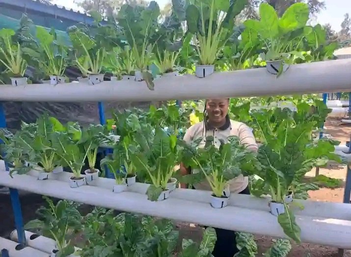 #AgriplantKe youth led org in climate smart agriculture #foodsecurity through #hydroponics addressing major issues of climate change. Together we can champion for a sustainable healthy nation #zerohunger .
Contact: +25468650874
Email: agriplantkenya@gmail.com