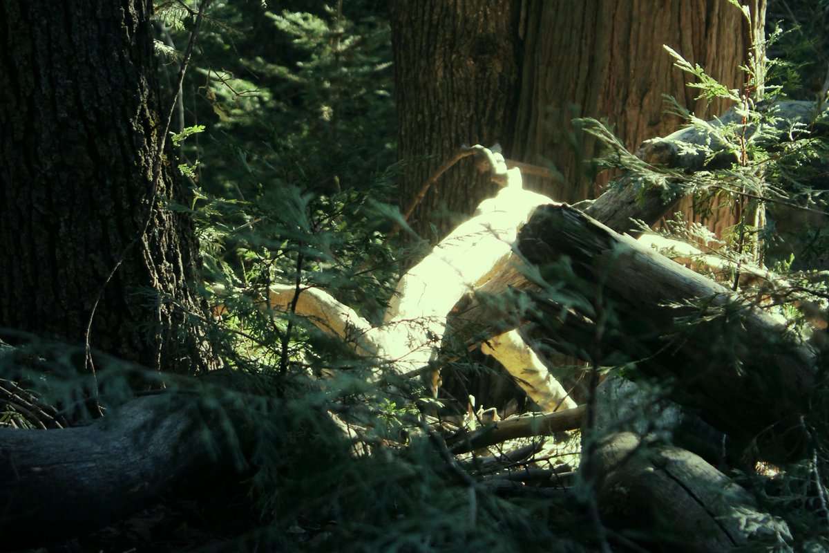 _w1nt3rrrr's tweet image. new game 🛡️
.
.
.
#ELDENRING #soulsgame #darksouls #photoshoot