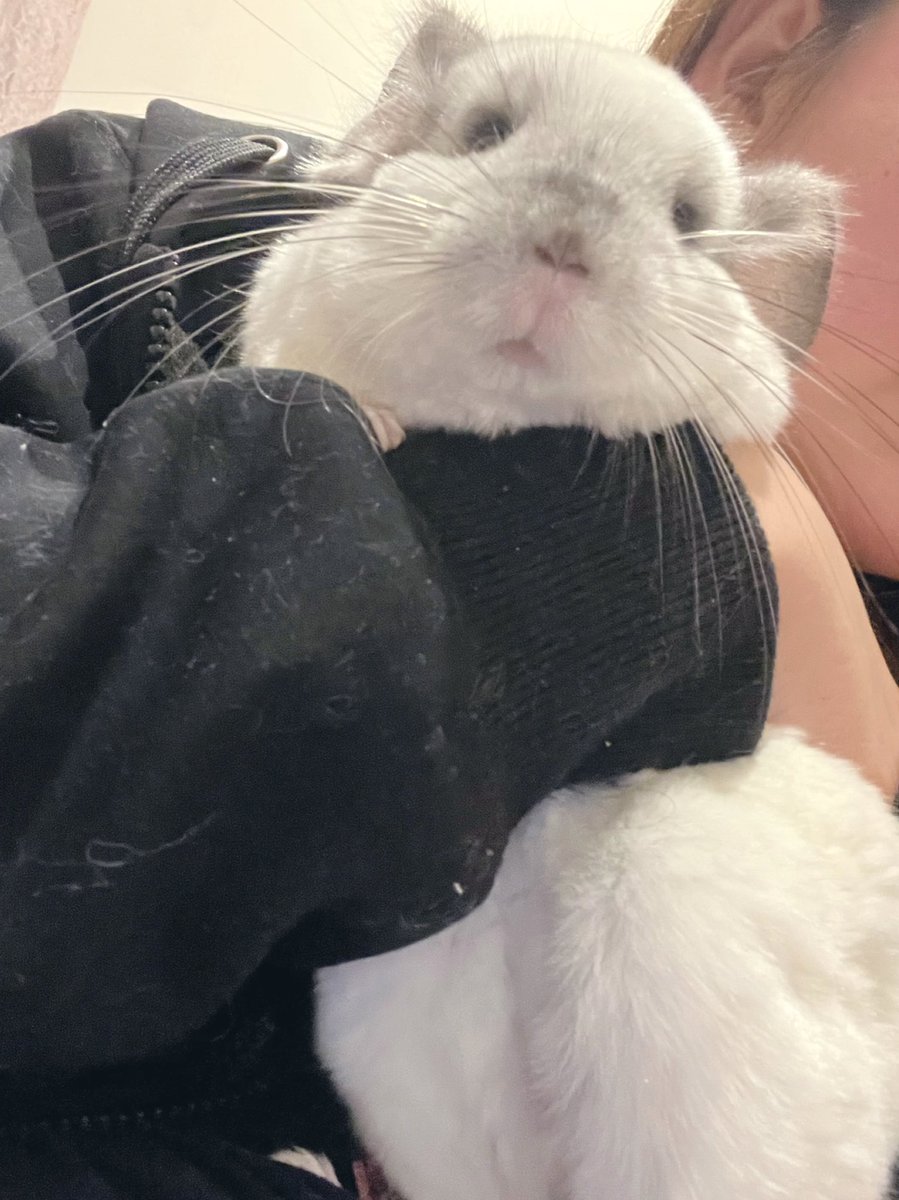 愛するチンチラの日　モッフンモッフン