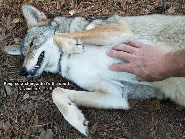 [🔗](api.tinyfox.dev/hourly/yotes/s…)