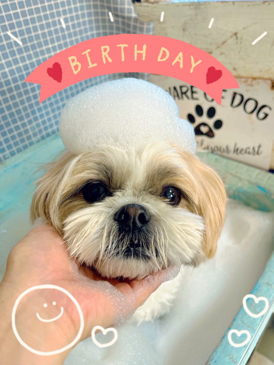 シーズーのふじ