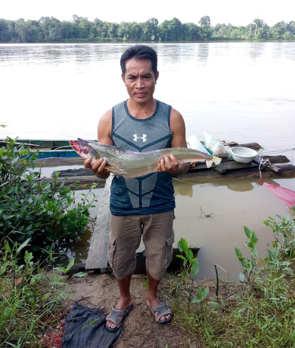 KIrawatie's tweet photo. Jumat (17/01), Kristiance Irawatie, S.Pi Luhkan Katingan melaporkan di KUB Sungai Kapakat Desa Kuluk Bali,  tangkapan ikan Lais berat 54kg ,harga jual 45 rb/kg, alat tangkap Jaring

#GiatLuhkanSatminkalGONDOL #luhlapor #Katingan #Tangkap https://t.co/wmSTVpDfhy