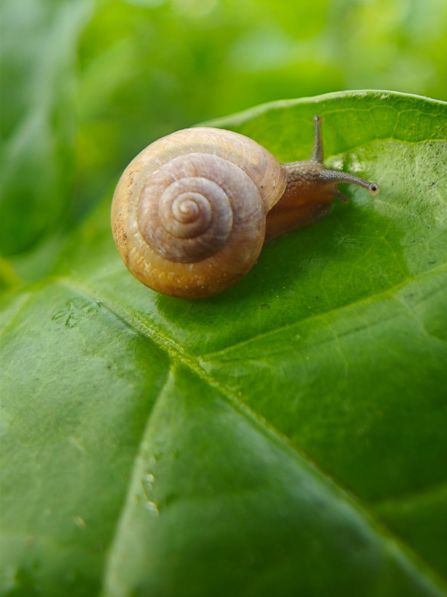 Apexel_Lens's tweet photo. Shot with APEXEL ZoomMacro Lens

#apexel #macro #macrophotography #snails #nature 
#NaturePhotography #NatureBeauty #naturelovers https://t.co/e5i1spPlEC