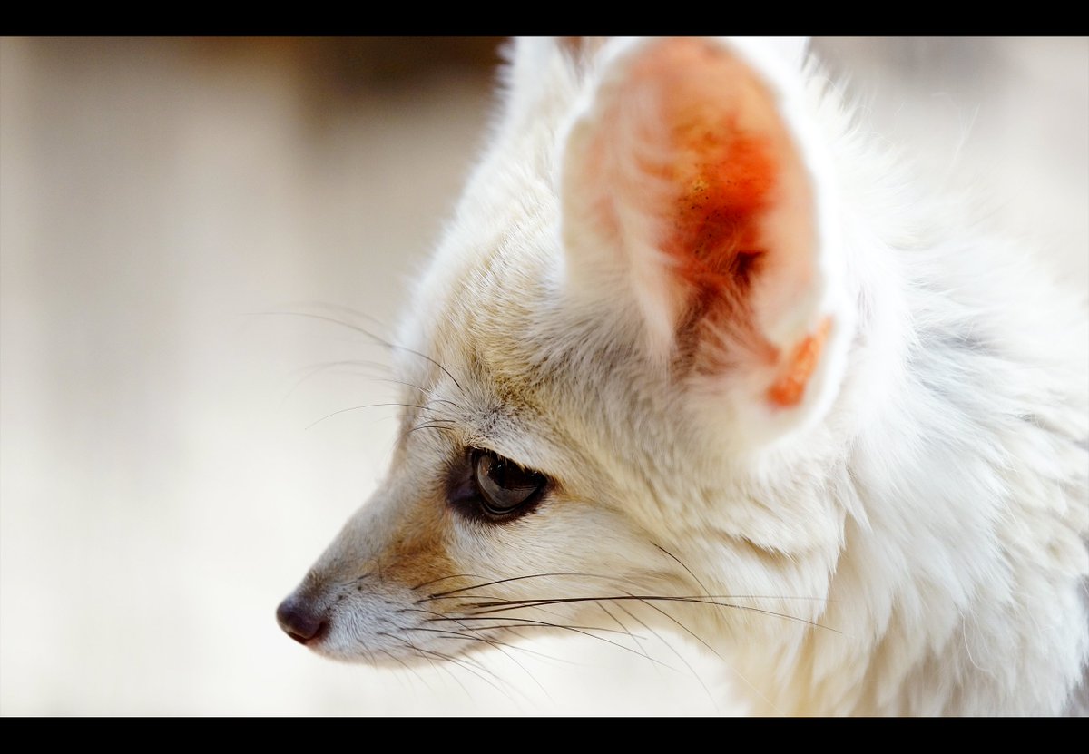 ShizuneYuki's tweet photo. #TLを動物のどアップでいっぱいにしたい

フェネッ！

#フェネック #Fennec https://t.co/UYLqUMpZJS