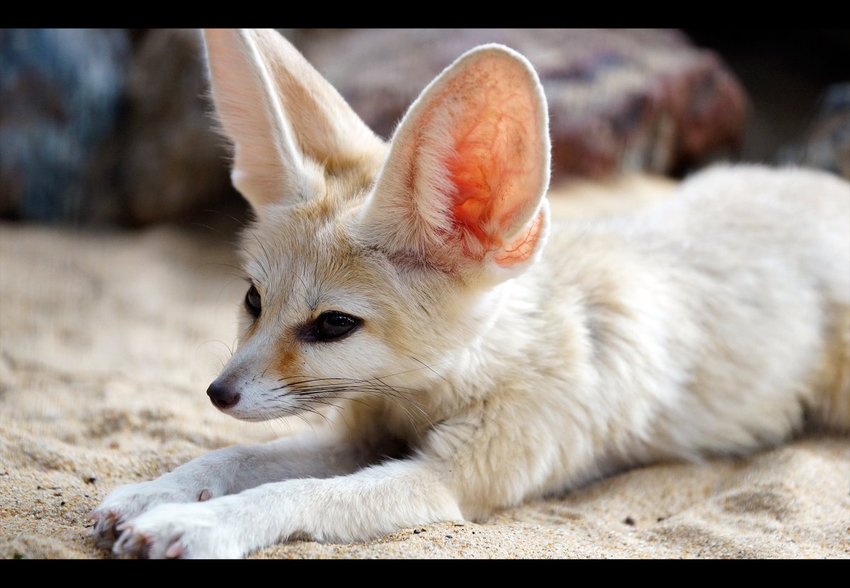 ShizuneYuki's tweet photo. #TLを動物のどアップでいっぱいにしたい

フェネッ！

#フェネック #Fennec https://t.co/UYLqUMpZJS