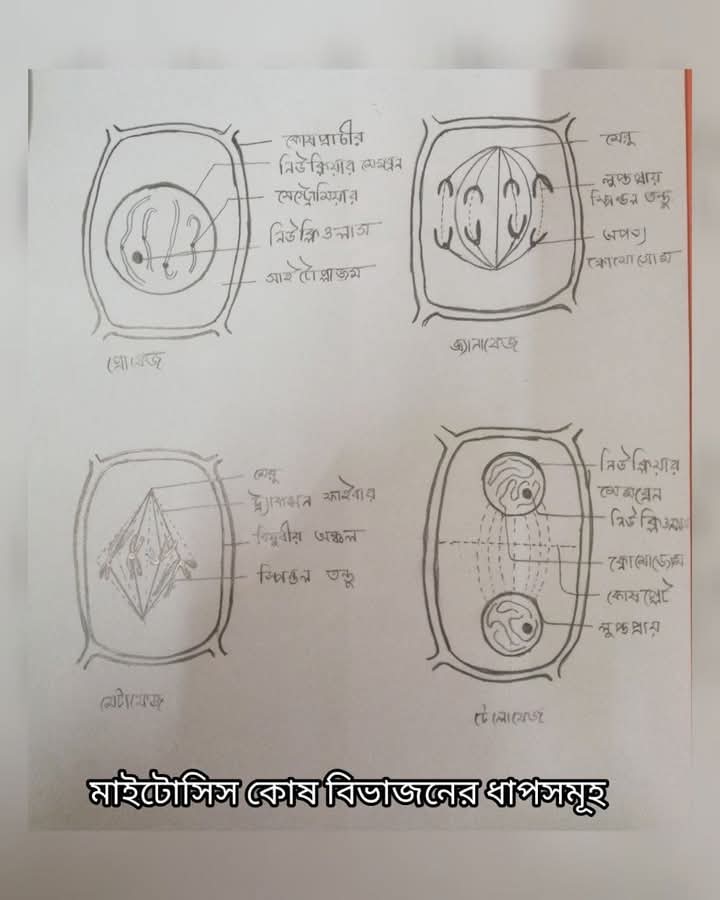 UBithy's tweet photo. Mitosis Explained 

#mitosis #celldivision #biology #biologyart #BiologyAssignments #cellart #drawingart #sketch #newart #treanding #Education #EducationForAll #educationalart https://t.co/wk7778Vg6s