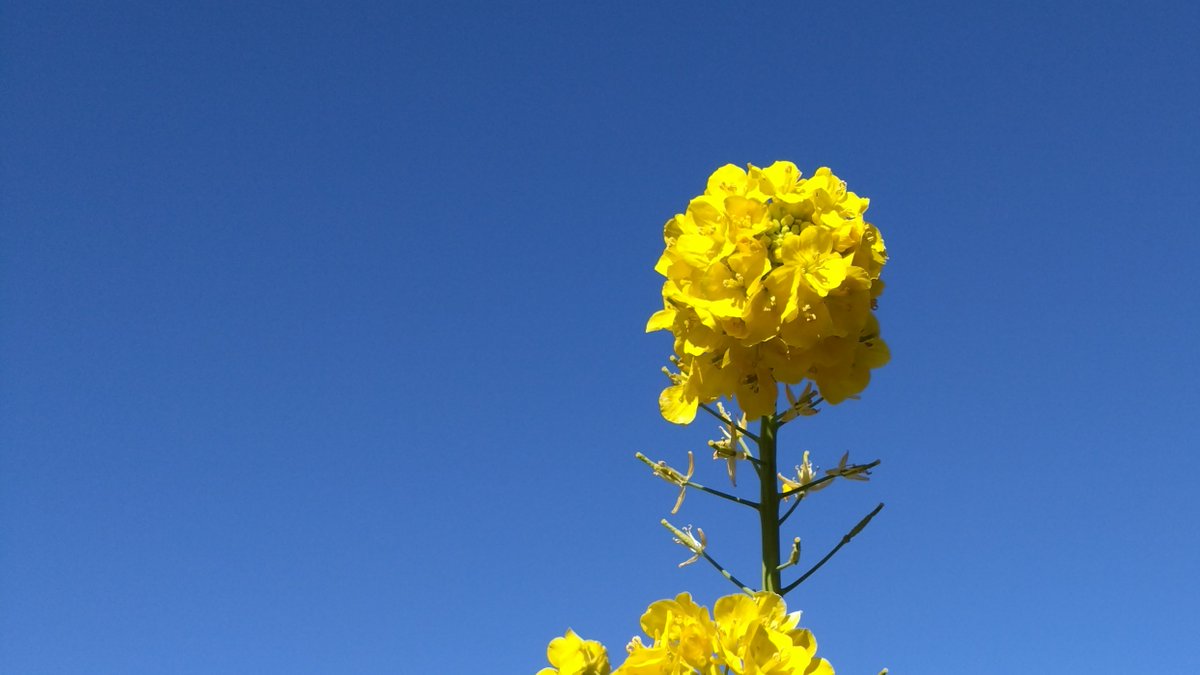 ちょっと時間あるし遠くのスーパーまで買い出しだあ。テクテク。が着いたときにはもうヘトヘト。目的のものだけ買って帰路へ。キロ。なんキロあるんだあ。途中で意識が飛びそうになりましたよ。そんなとき「自分」とは何者なのか？考えさせられますね。え？考えないって？