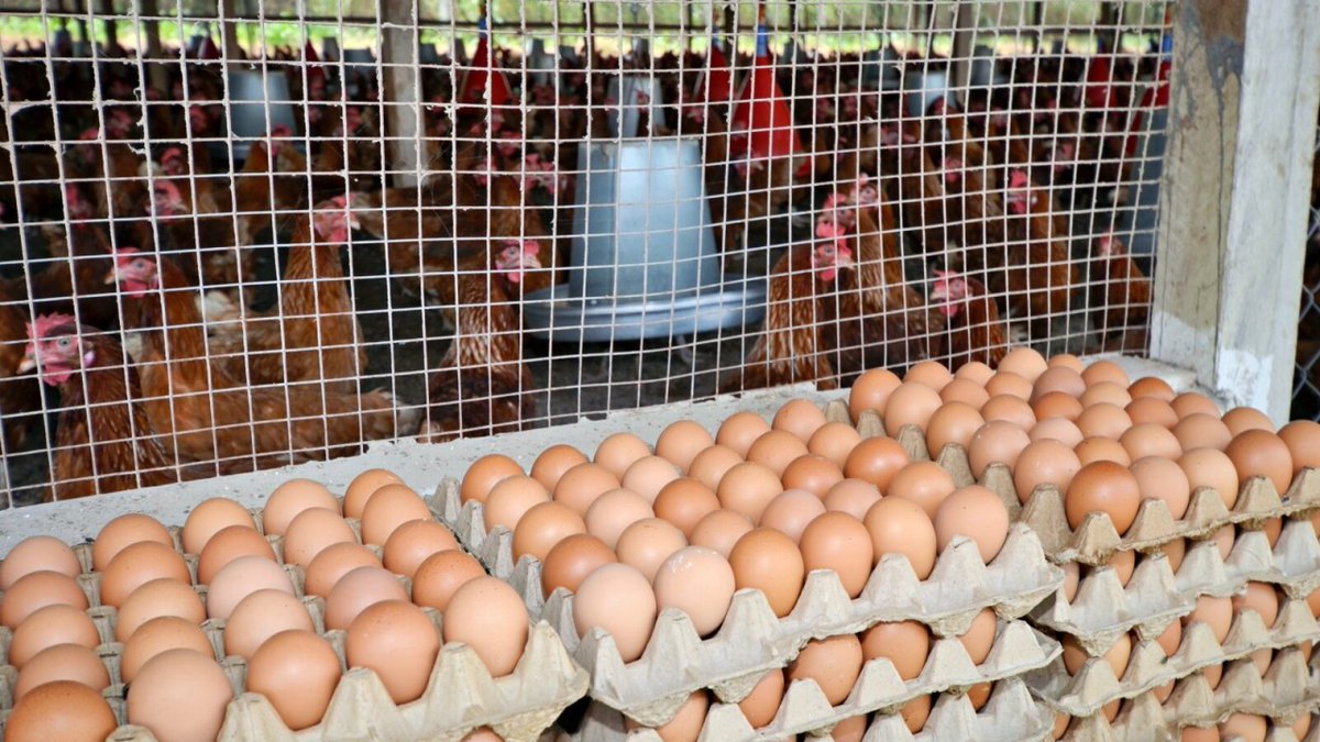 #PoultryFarming is equipping Rwandan youth with hands-on skills and opportunities to generate consistent income, addressing unemployment challenges. It fosters self-reliance and encourages entrepreneurship, making agriculture more appealing to young people.
#InvestInAgriculture