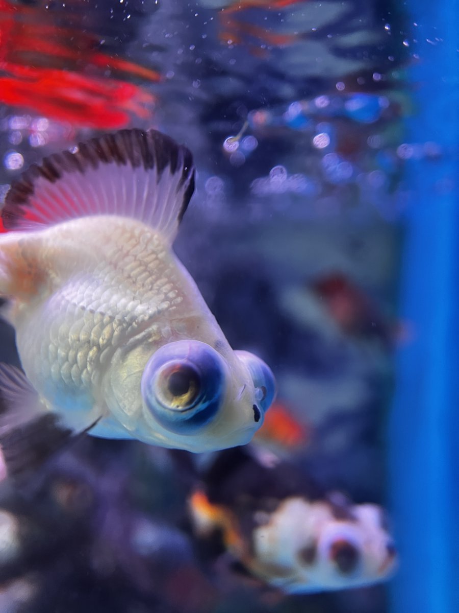 Apexel_Lens's tweet photo. Dive into the details! 🐟✨ Captured with APEXEL ZoomMacro lens, this close-up shot reveals the vibrant textures and intricate patterns of this beautiful fish.

#apexel #macro #fish #Aquarius  #aquarium #macrophotography https://t.co/NfTh2WcNnw