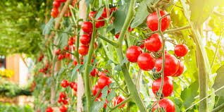 JKFarmingTips's tweet photo. Fresh Tomatoes! 🍅
Tomatoes are a game-changer for any farmer or gardener. Easy to grow, high in demand, and packed with nutrients! Start your tomato farming journey today and enjoy abundant harvests like this. 🌱

#TomatoFarming #HorticultureSuccess #GrowFresh #JKFarm https://t.co/cZHWFLCUCO