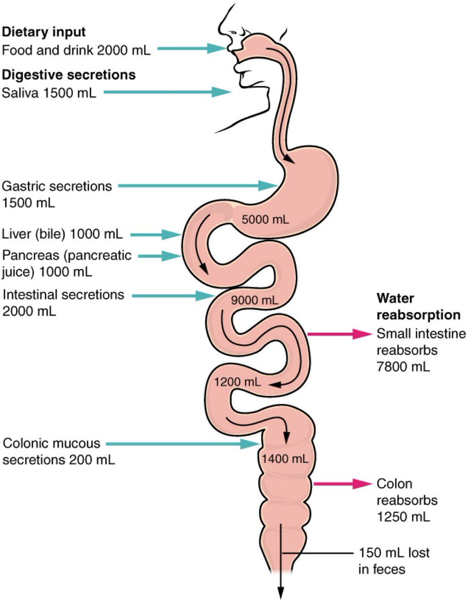 Daily GI Fluid Secretions