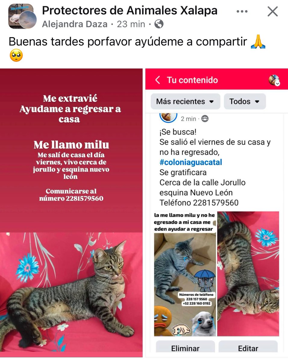 SOS 🐱🐶
<a href="/pilykuera/">Pily Peregrina</a> <a href="/Corintiacruz/">Corintia Cruz Oregón</a> <a href="/AbelMucino/">Abel Muciño</a> <a href="/PacoDizfinck/">𝗣𝗮𝗰𝗼 𝗗𝗶𝘇𝗳𝗶𝗻𝗰𝗸</a> <a href="/CECILLIA36/">CECILIA MENDEZ</a> <a href="/marydebeck/">Maryde</a> <a href="/anicienta_6/">Ana Pelaez</a> <a href="/mayteponm/">Mayte P.</a> <a href="/Ydlan/">Naldy Patricia</a> <a href="/sara_juarez/">saraliz</a> <a href="/VialidadXalapa/">Vialidad Xalapa 🚦 VX 🌎</a> <a href="/fherciencias/">Soy Fher!</a> <a href="/camellinlove/">Porque soy xalapeño</a> <a href="/penelopemoncayo/">Penélope Moncayo.</a> <a href="/Mtra_Shaira/">Shaira</a> <a href="/RoxanaAAT/">Feto de PicaFresa🍓</a> <a href="/mageba04/">Gina alarcon</a>  <a href="/tierraverde1943/">ℓια ₊˚.༄ *ﾟ🌱</a> <a href="/MitziArias_/">Mitzi Arias</a> #Xalapa <a href="/PopColorsXal/">PopCX</a> RT