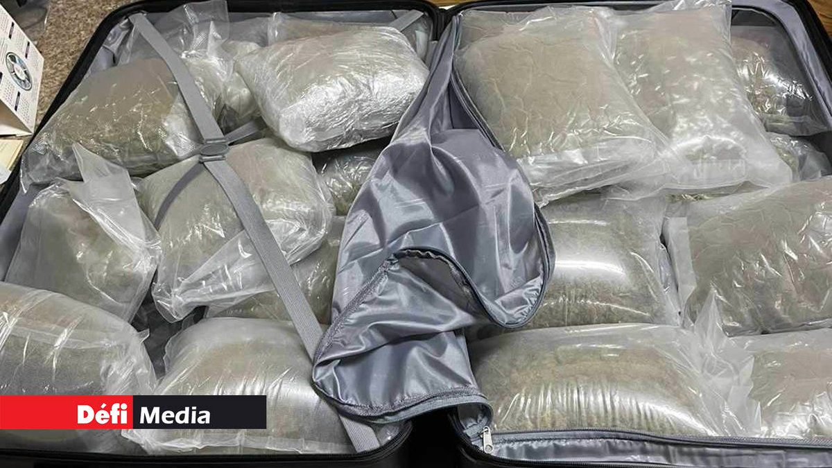 defimediainfo's tweet photo. À Ste-Croix - saisie de Rs 37 M de cannabis : un jeune arrêté, ses complices recherchés https://t.co/NDl4II0bcp #Cannabis #SteCroix https://t.co/6QyLkiqS6U