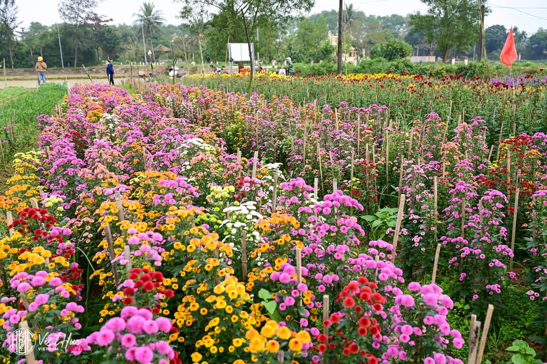 visithue2025's tweet photo. SẮC XUÂN Ở LÀNG HOA PHÚ MẬU
---
Photos: Minh Ký
---
#visithue #visithuevn #visithuevietnam #amazinghue https://t.co/ojt36mkpa0