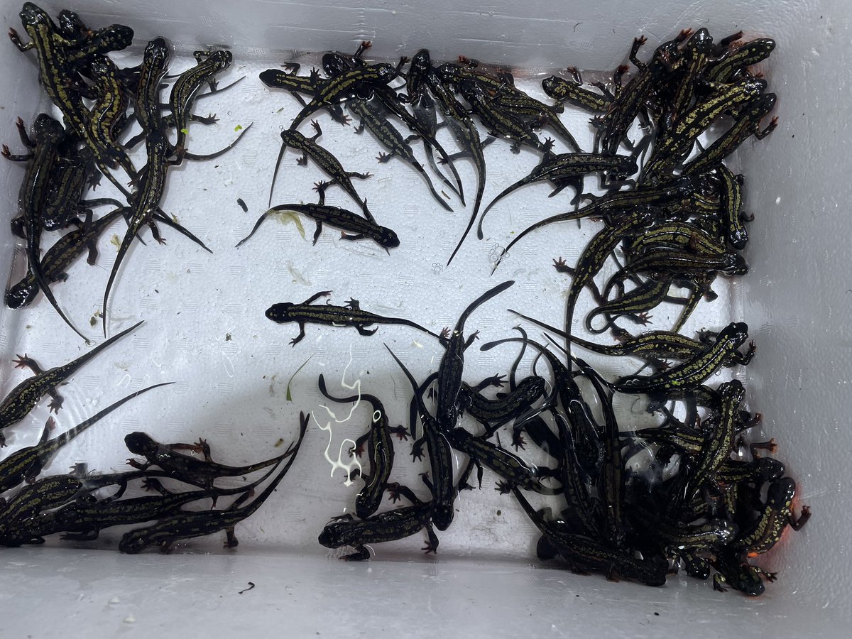 沖縄シリケンイモリ入荷！
沢山居ます😊