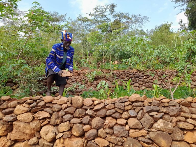 addisstandard's tweet photo. #Ethiopia: Preserving a 400-year-old farming legacy, #Konso elders pass down terrace-building knowledge

In the rugged highlands of southern Ethiopia, the Konso people have cultivated their land for centuries using a sophisticated stone terracing system, a #UNESCO World Heritage Site. The terraces, essential for preventing soil erosion and conserving water, have enabled this Indigenous community to thrive in a semiarid environment.

For 97-year-old elder Gehano Guchiro Nekayto, the terraces are "not just farming tools," but a gift from ancestors that represent a profound connection to the land and culture. Gehano explains, “The terraces prevent the rains from washing away our crops; without them, farming here would be impossible.” He emphasizes that regular maintenance, such as replacing displaced stones and reinforcing foundations, is vital to their longevity.

However, population growth and climate change are putting pressure on this ancient practice. Gehano notes that younger generations are increasingly drawn to urban opportunities, which risks severing the transmission of knowledge. “The skills needed to build and maintain terraces are learned by doing,” he says. “Without this experience, the terraces won’t survive.”

Despite these challenges, community leaders remain committed to preserving the system. Gehano believes the terraces are not just a local treasure but a model of sustainable agriculture for the world. “Our terraces are a symbol of resilience,” he says. “It’s our duty to protect them for future generations.”

https://t.co/5kUNLhCMEf