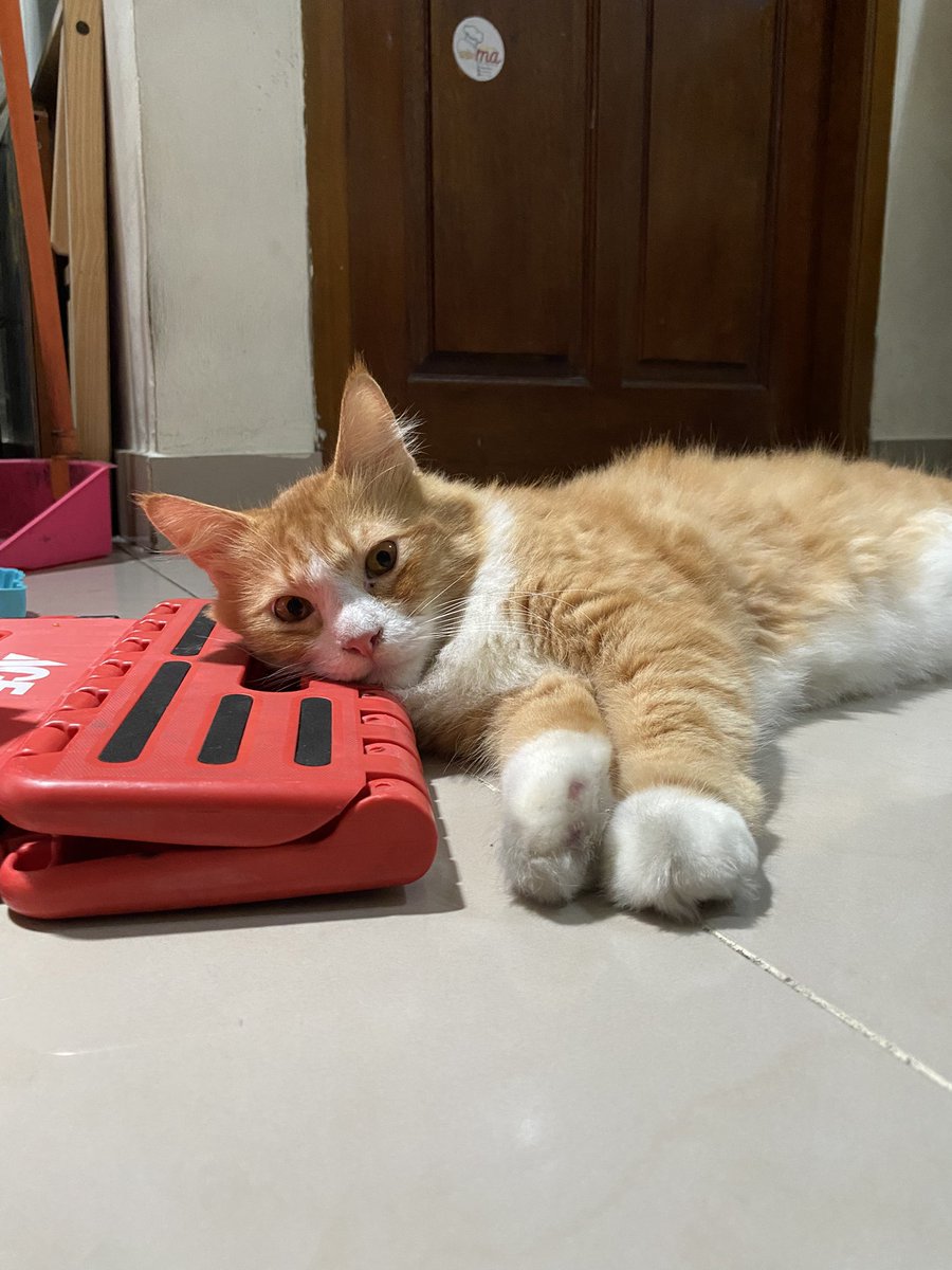 Tiap ditanya orang, ras si Loli apa

W selalu jawab: Ras Muhammad

Ya emang mau pamer apa, semua kucing aqu suqa, nggak nyari ras tertentu. Gatau aja tetiba dia jadi gini, padahal pas kecil botak aja