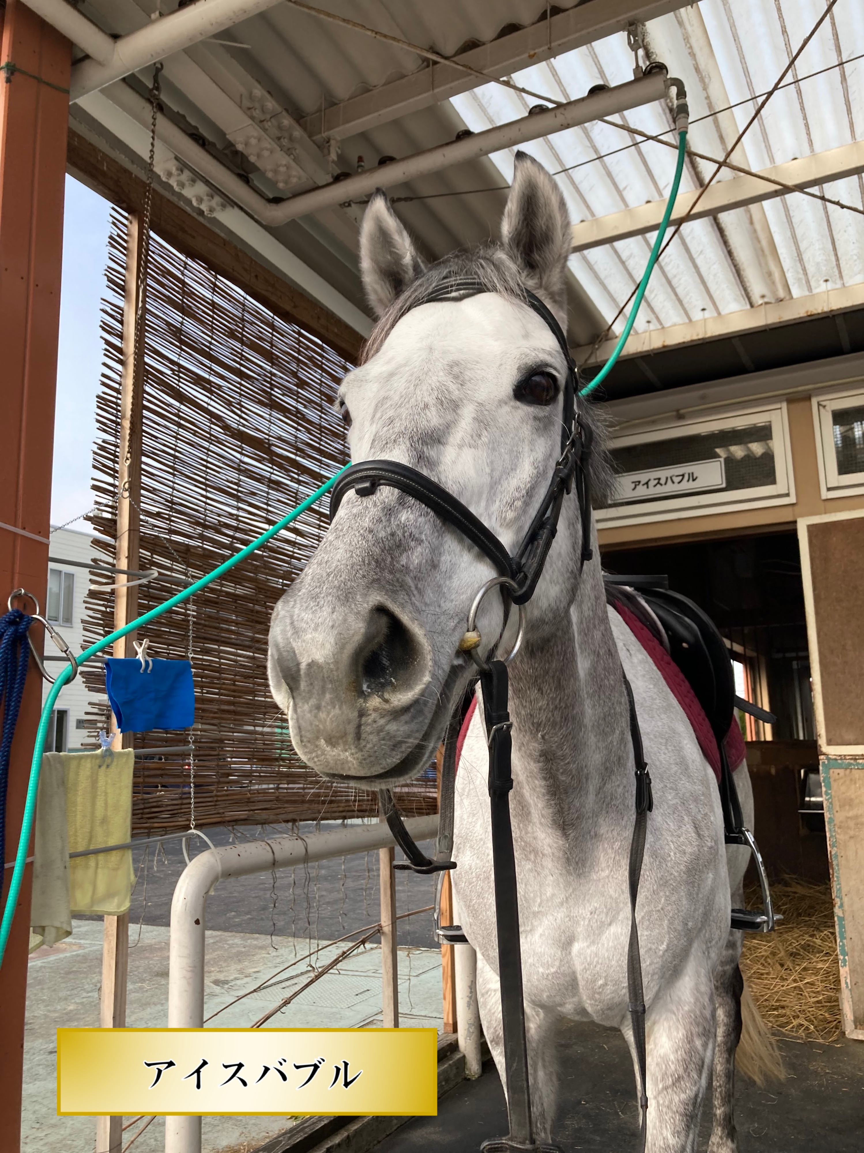 JRA小倉競馬場 on X: 