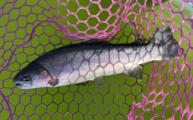 今日はなんと・・6匹! 