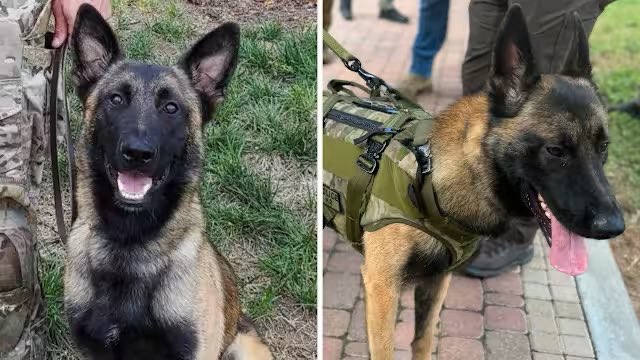 Cryptiqueee's tweet image. 🚀🐾 Why You Shouldn’t Miss Out on $K9ROCKY! 🐾🚀

Meet $K9ROCKY, the Solana memecoin inspired by the legendary American K9 hero, Rocky! 🐕‍🦺💥 
CA: 329D4LQ353FKQseKUdqBTwLC2AMqgT7ZtrtHM3Gqpump
Here’s why it’s the alpha of the pack: