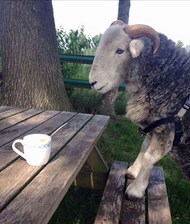 comfortsheeps's tweet photo. ☕️ https://t.co/6Xy2nQzgY7