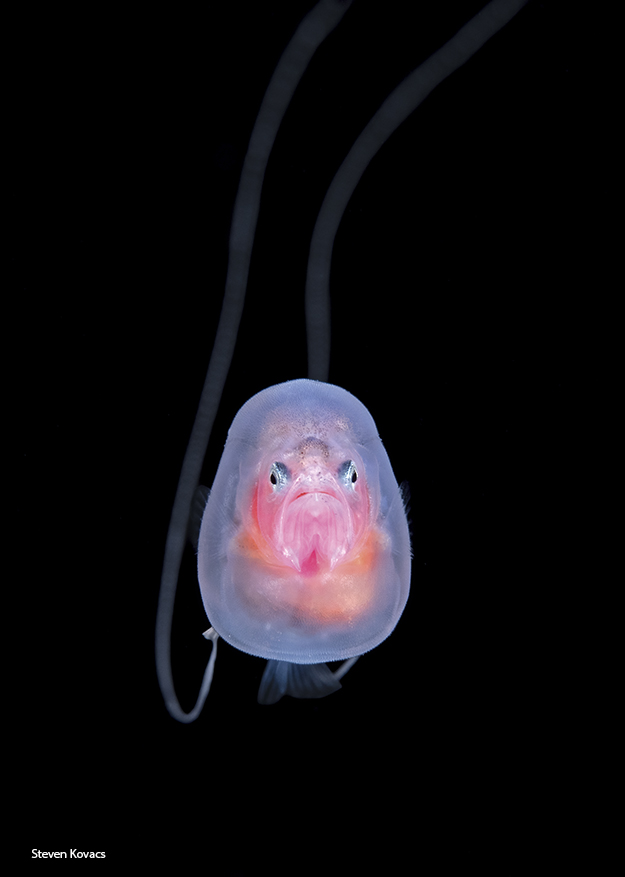 larval Red Velvet Whalefish, Barbourisia rufa. Blackwater dive off Palm Beach, Florida  #ikelite