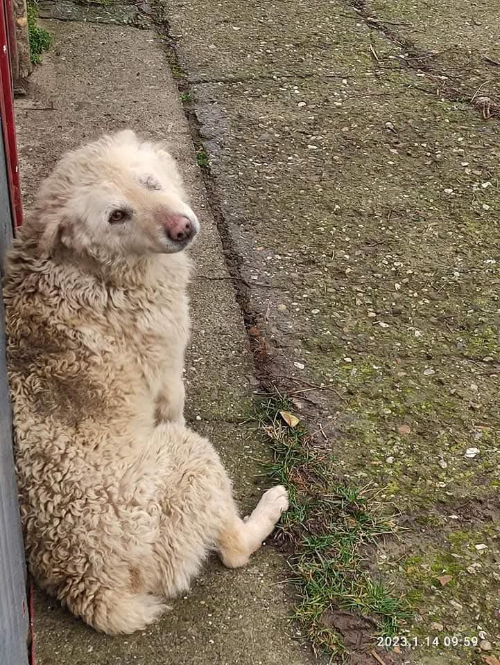 Selo Sakule ☑️18.01.2023.god.Molila je za pomoc i hranu od kuce do kuce 😢Niko nije hteo da joj pridje jer je uzasno smrdela ‼️Dobila je ime Mina 🐾🌟