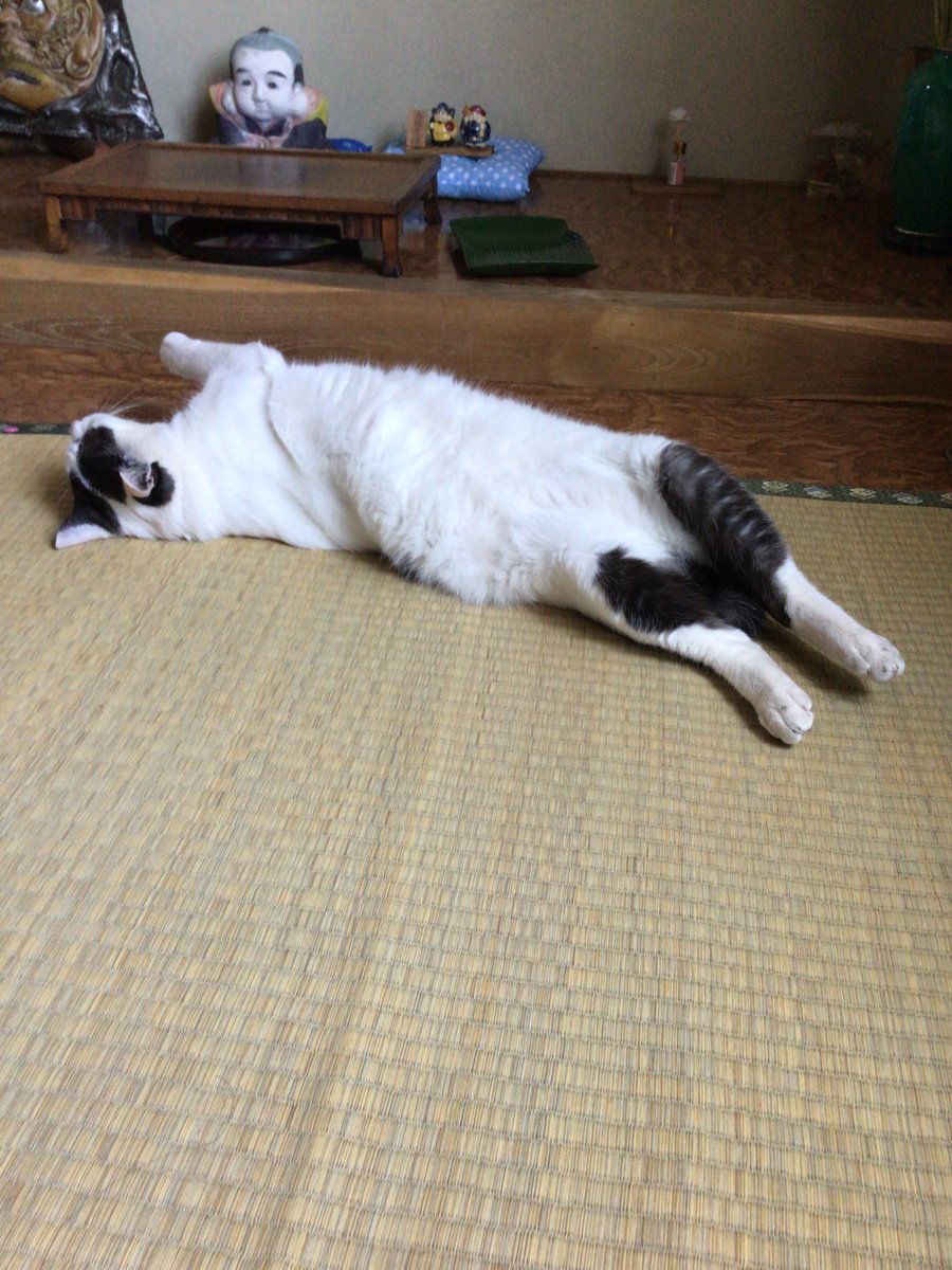 watayui3's tweet photo. #TLに疲れたからみんな猫流そうぜ自慢してくれよあんたの猫をさ https://t.co/hlGg0pAHqw