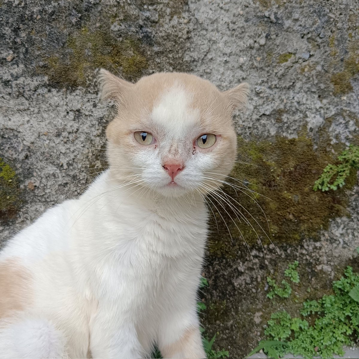 sepertinya aku memang jadi role model idol idol klean itu. di atas idol masih ada ucok