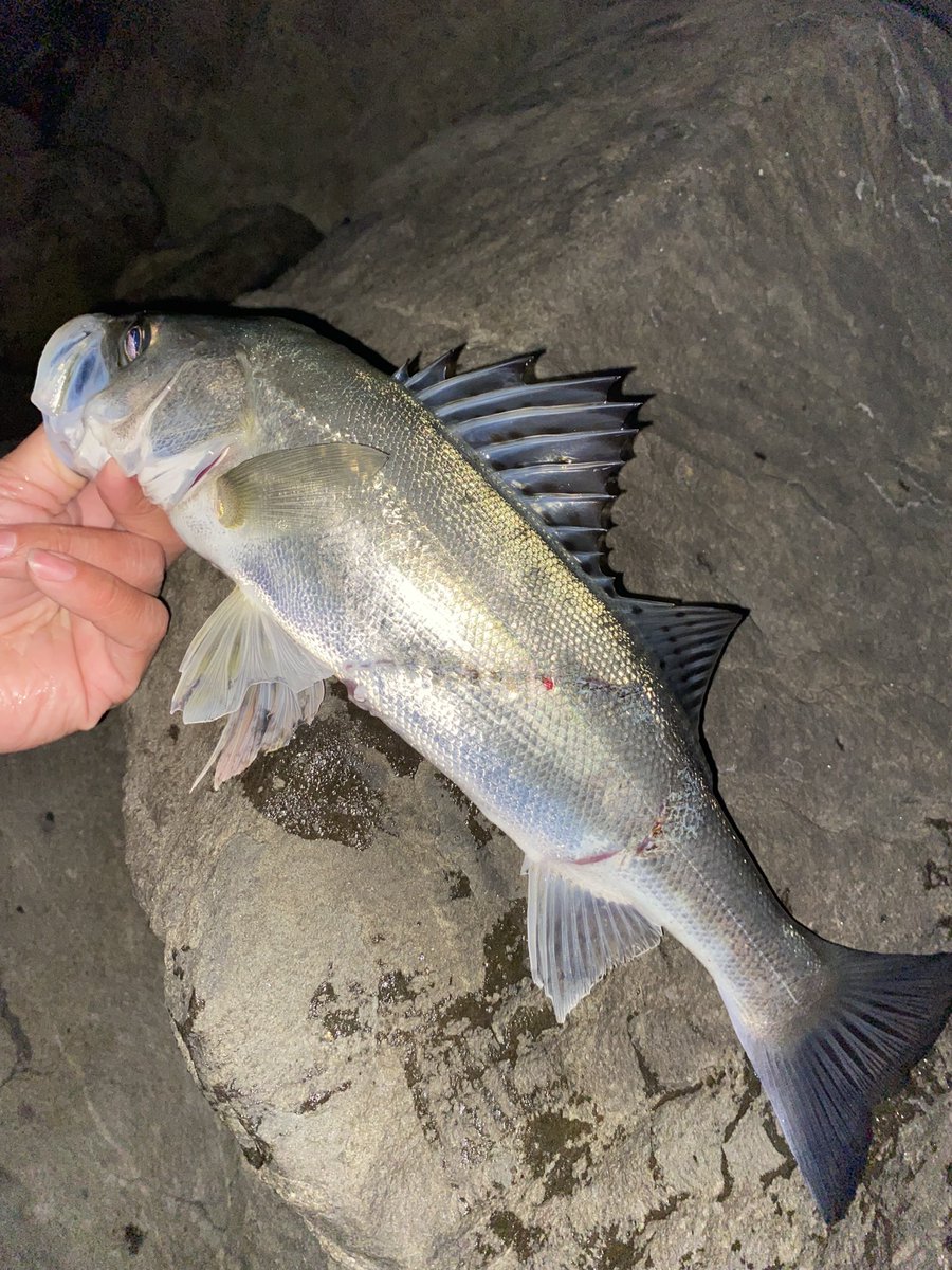 FishingAAAAAAA's tweet photo. メバル4 アラカブ2 セイゴ多数。
セイゴの歯形がきになる https://t.co/PoCqHDygXO