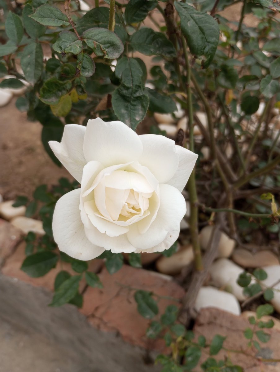 #ROSE #flower #gardening