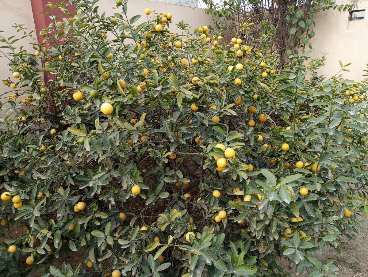#gardening