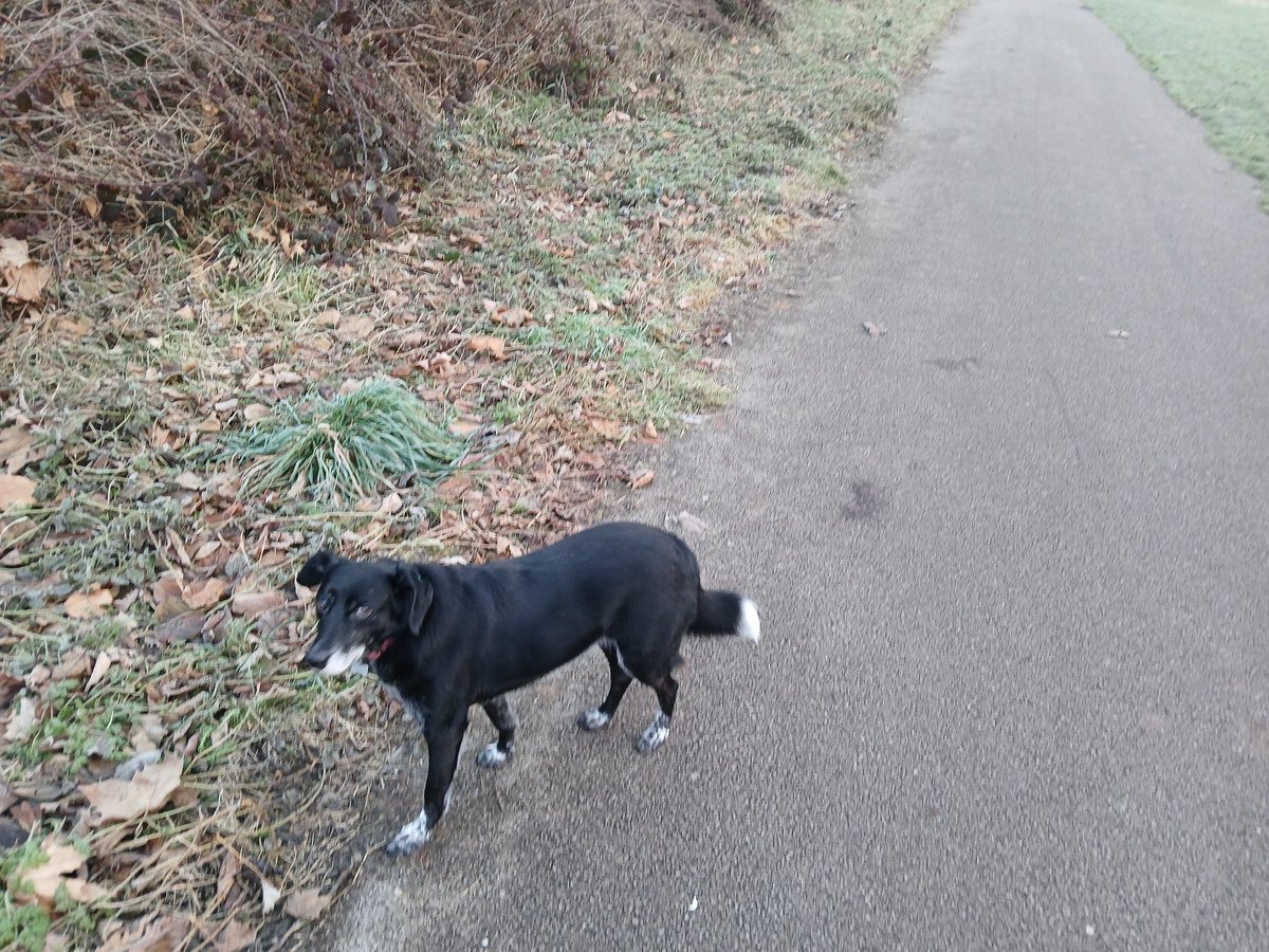 paulcli's tweet image. 4 miles this morning and the first time I have dipped under 10 min pace for a long time. Run at 9:55 pace :)