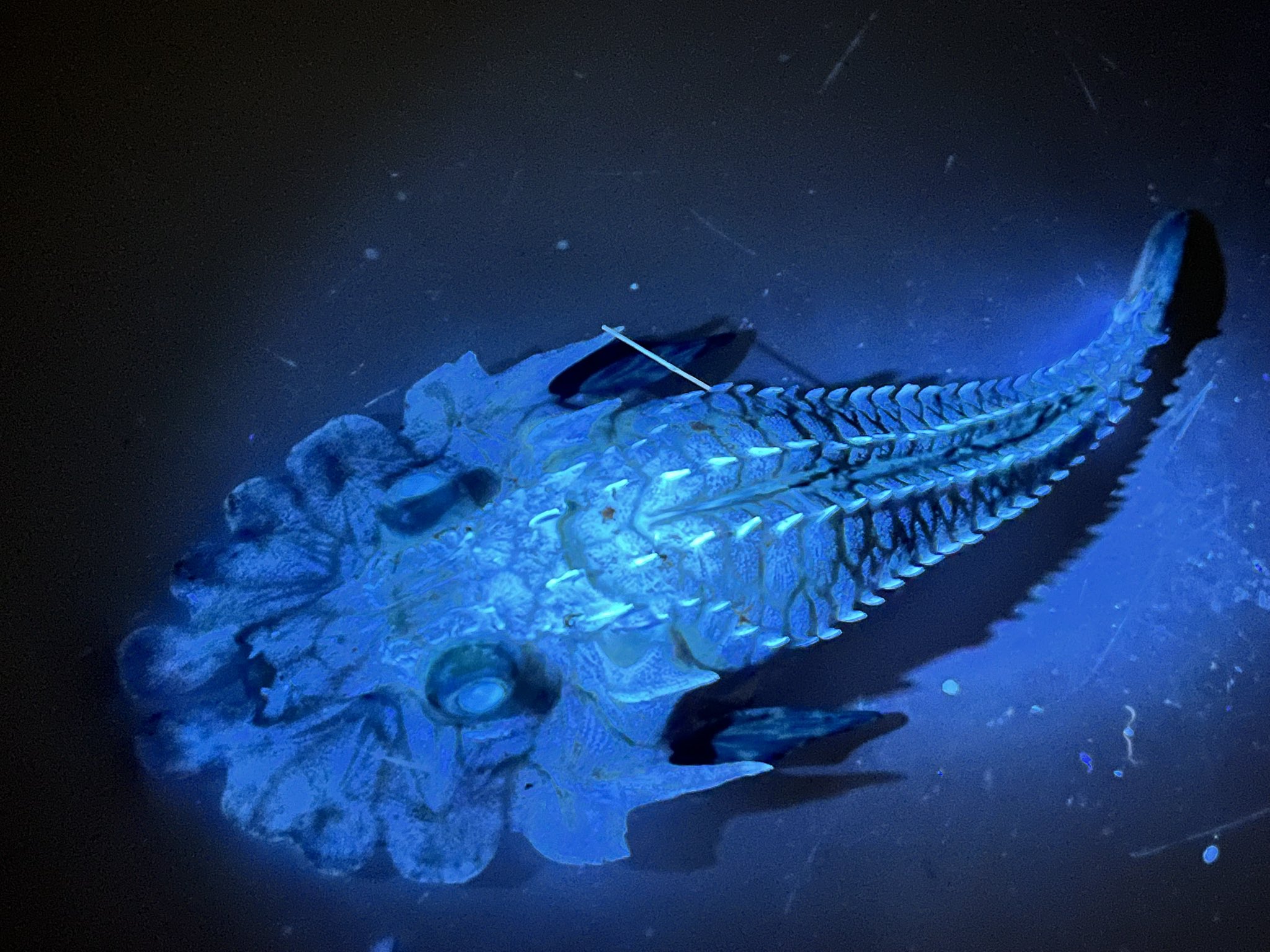 深海魚直送便 on X: 