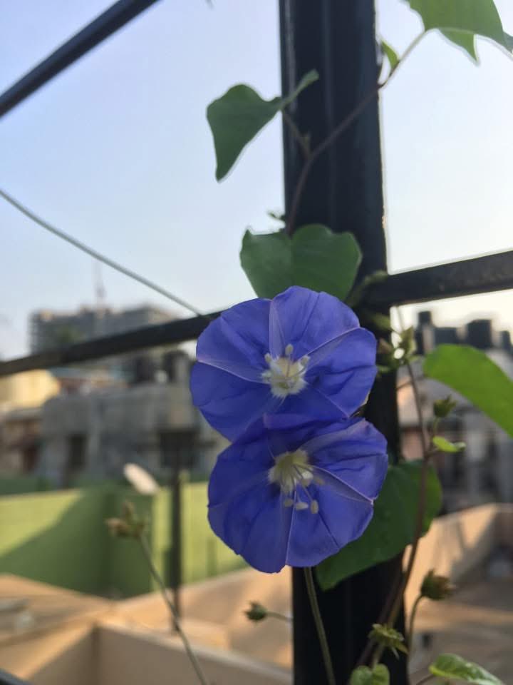 vrundavs's tweet image. Everyday
One of us 
Is losing something 
Precious to us....
Lost opportunities
Lost possibilities
Feelings...we can never get back again

That is part of
What it means 
To be alive....

Haruki Murakami 

#SaturdayThoughts #blueflowers #vrupix