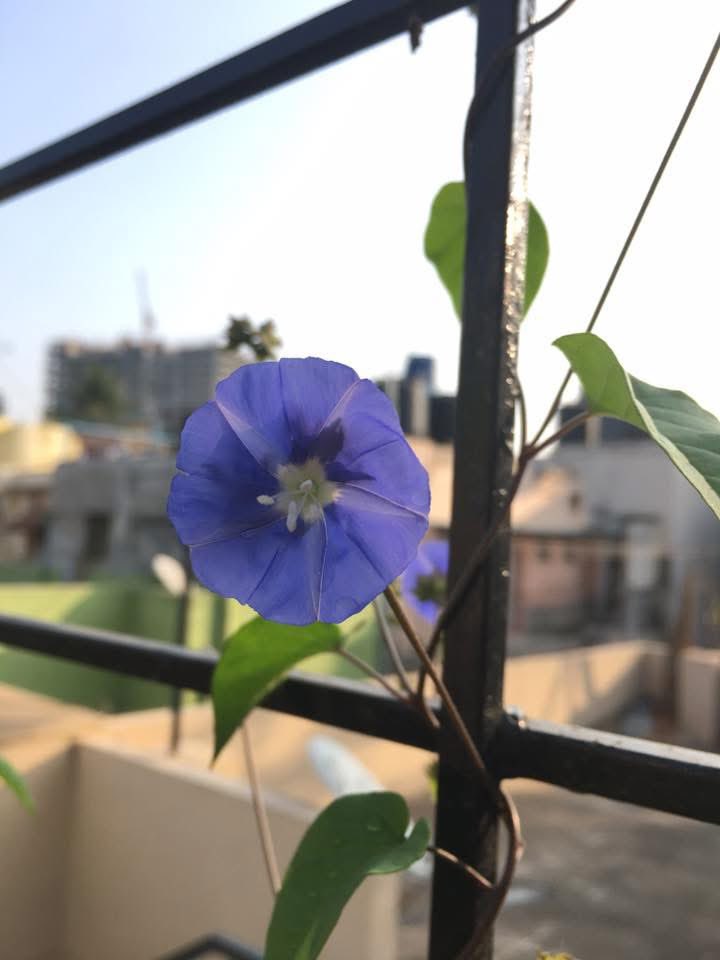 vrundavs's tweet image. Everyday
One of us 
Is losing something 
Precious to us....
Lost opportunities
Lost possibilities
Feelings...we can never get back again

That is part of
What it means 
To be alive....

Haruki Murakami 

#SaturdayThoughts #blueflowers #vrupix