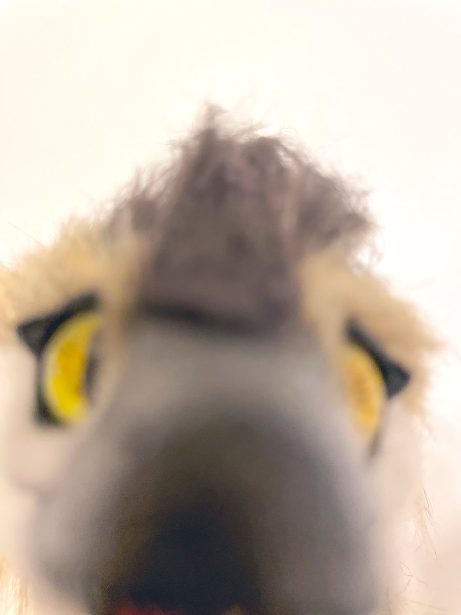 to_aves's tweet photo. 久しぶりに凶暴ないラプトルが作りたくなり… って近い近い！ #アートドール
#ラプトル #artdoll #paleoart https://t.co/Ao3iisCj5u