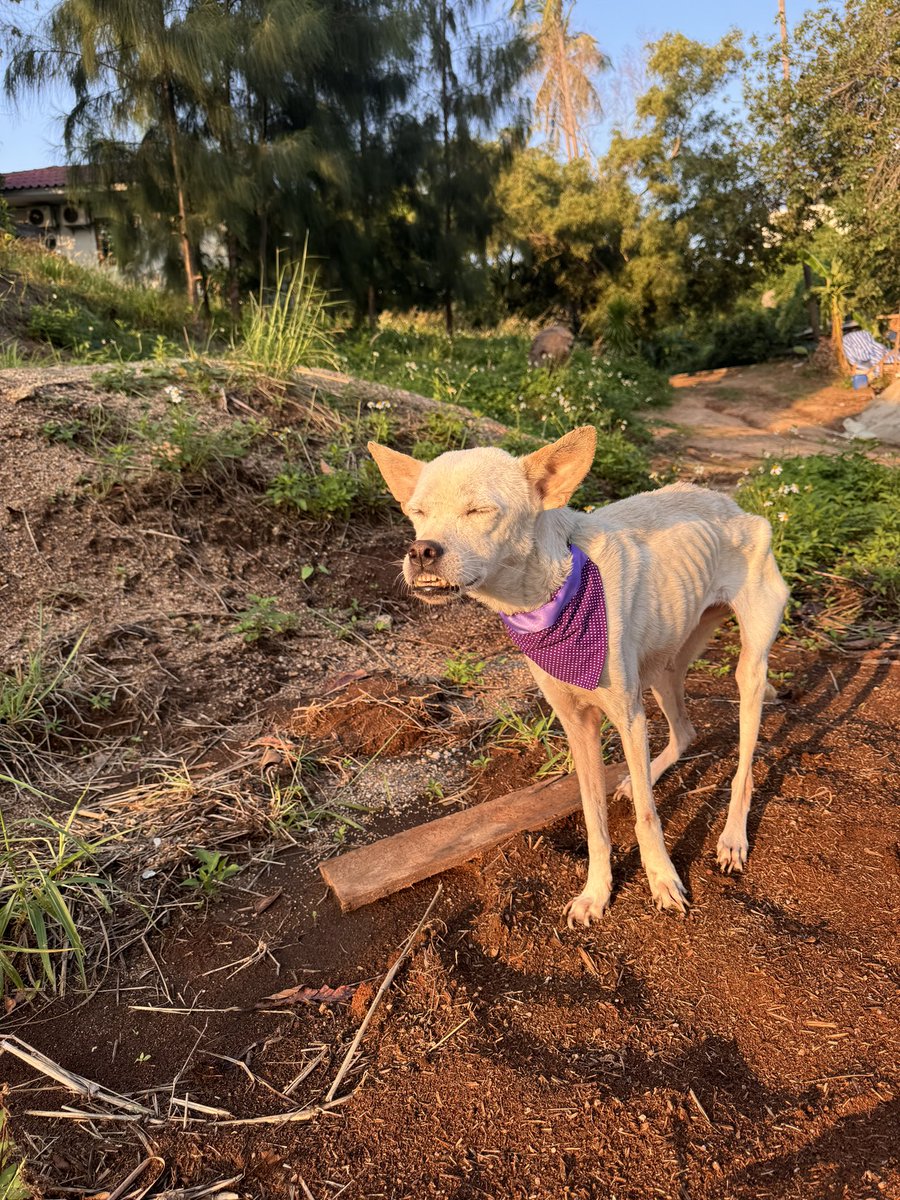 NiallHarbison's tweet image. Her medical bills weren’t cheap and will be expensive if we can save her. 

Luckily a few people donated in Alba’s honor. So this new girls medical bills are already covered. 

Little Alba might be gone but she is passing the love on (6/8)