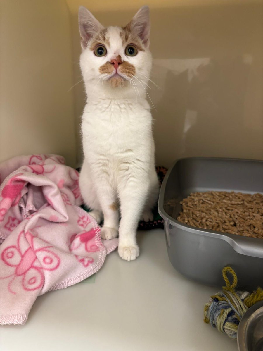 📣Stray Cat 📣

We're appealing for information regarding this unneutered Male cat who has been found in the Crumpsall area 🐱

If you believe this is your cat, get in contact via phone or email 📧
03000 12 06 12 or enquiries@warrington.cats.org.uk

Thank you.