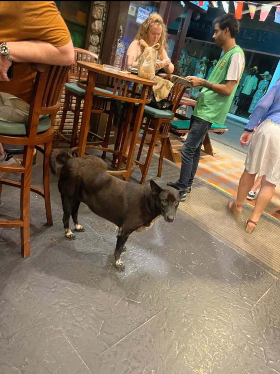 NiallHarbison's tweet image. I was upset about Alba last night but in one way it was lucky a report came in from 3 people. 

A street dog with a huge growth in an Irish bar on the other side of the island. 

I went to get her first thing today… (1/8)