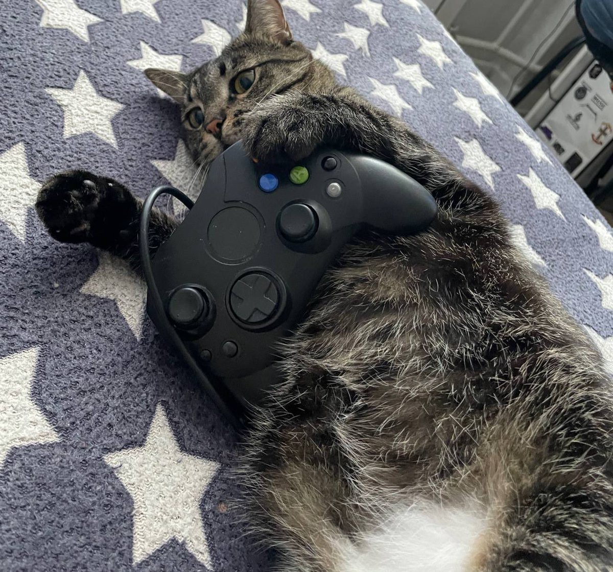 craf7y24's tweet image. My cat loves dual analogs 

boosty.to/maximqad