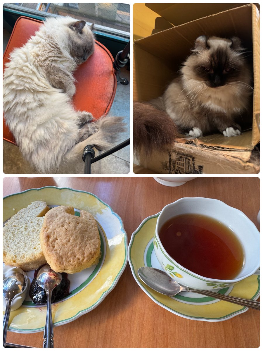 Freddie_0906's tweet photo. 看板ネコちゃんのいるティールーム🐈
なーんとッ
白い母親ネコの名前はQueen👑
クーちゃんって呼ばれてる!
猫型スコーンはネコーン🐱
紅茶もとても美味しかった🫖
#DieKatze https://t.co/0qU16ukEsS