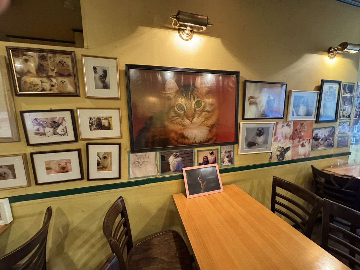 Freddie_0906's tweet photo. 看板ネコちゃんのいるティールーム🐈
なーんとッ
白い母親ネコの名前はQueen👑
クーちゃんって呼ばれてる!
猫型スコーンはネコーン🐱
紅茶もとても美味しかった🫖
#DieKatze https://t.co/0qU16ukEsS