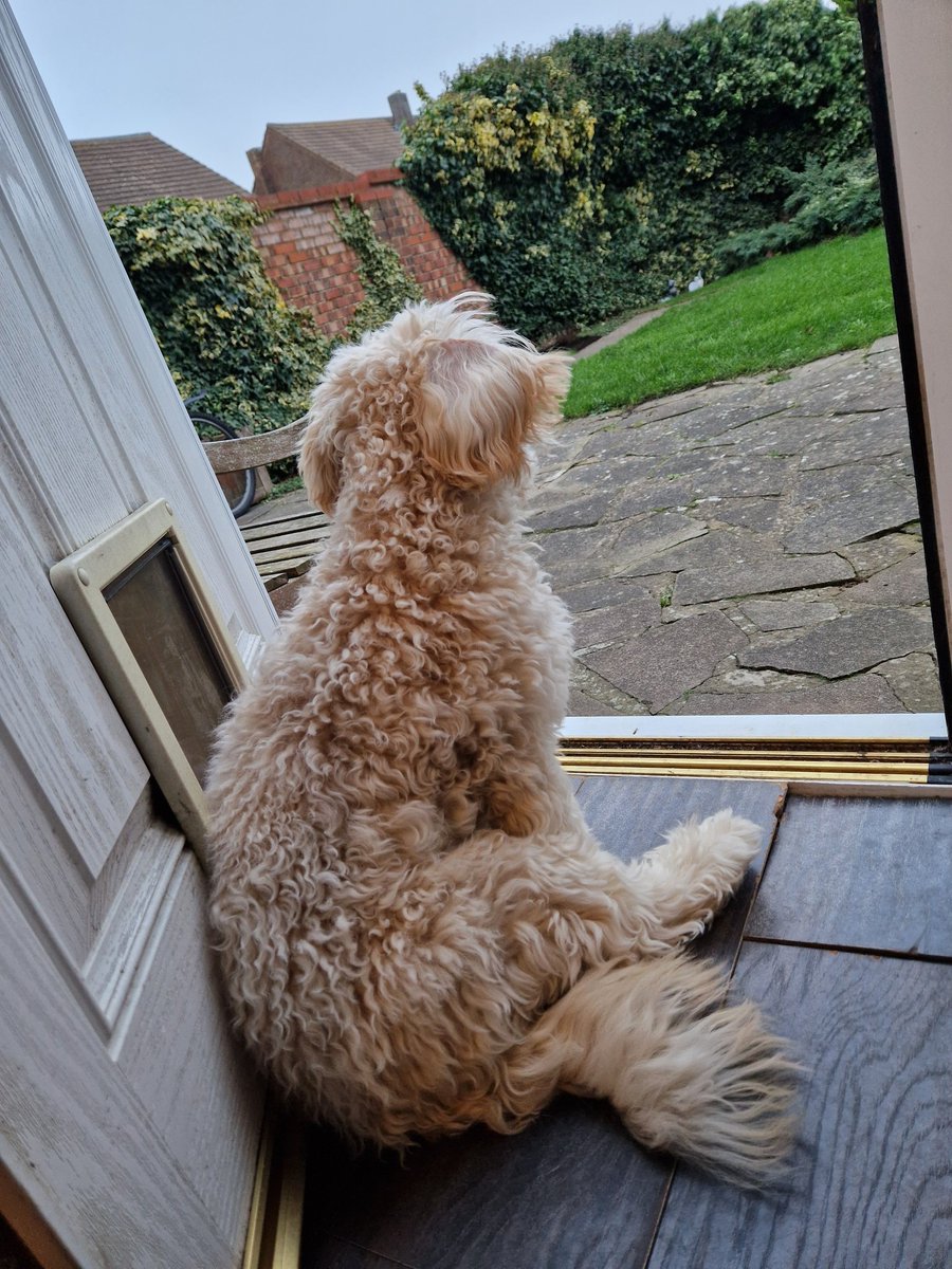 JACK BovverBoy 🐕 tweet media